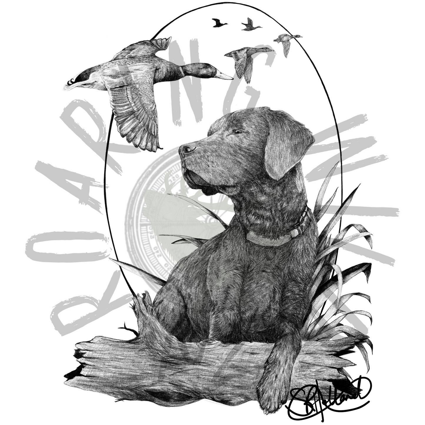 Black lab with Mallard Mob original print