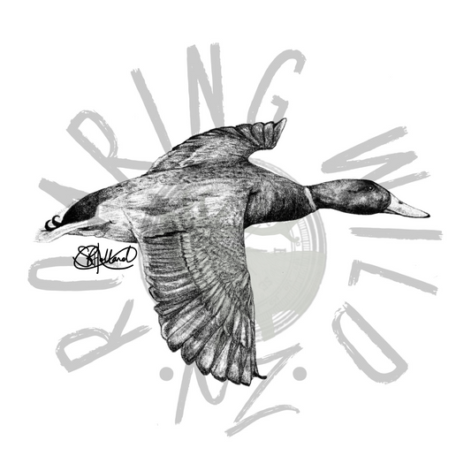 Mallard Drake Flying original print