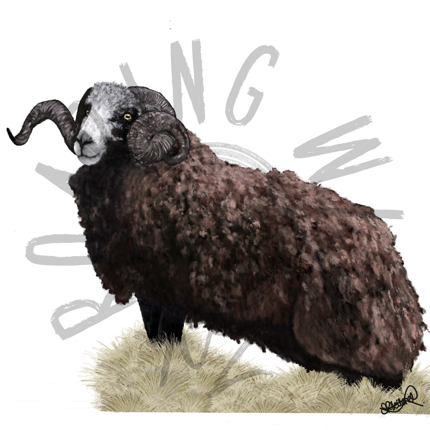 Arapawa Ram original print