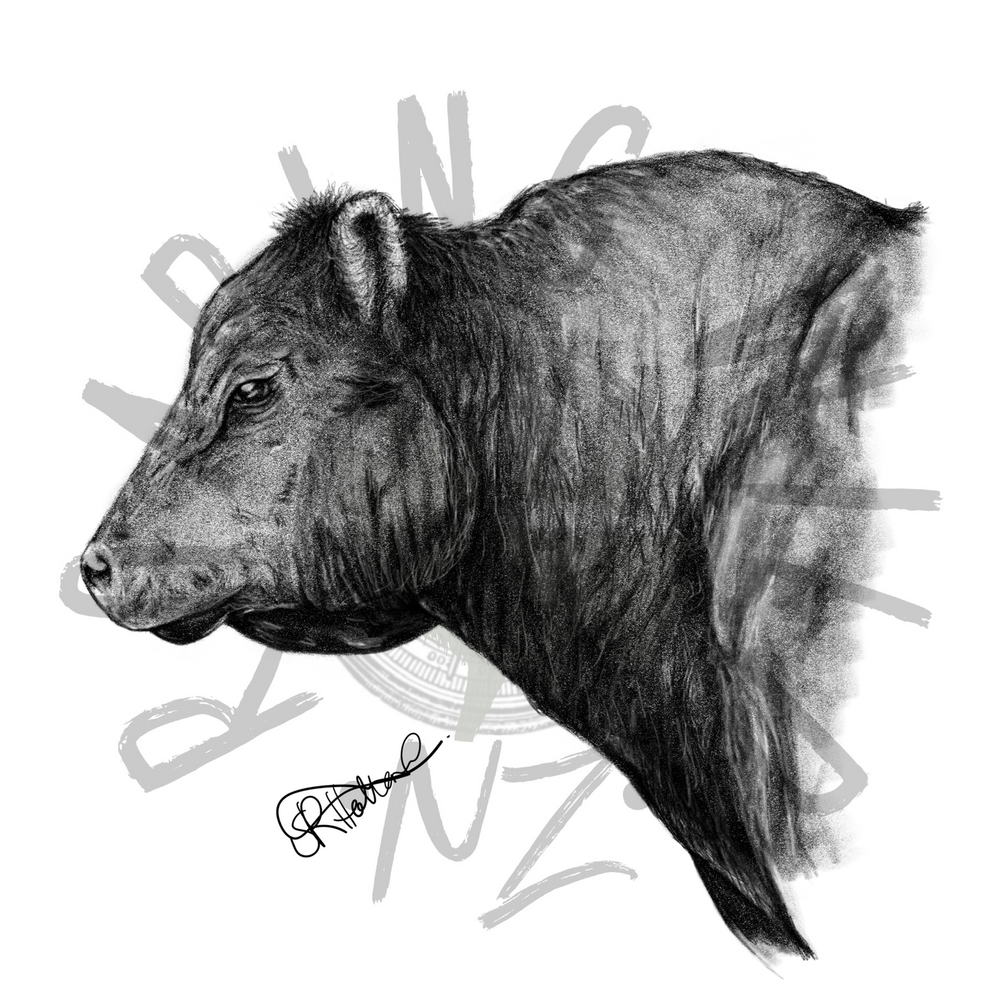 Angus Bull original print