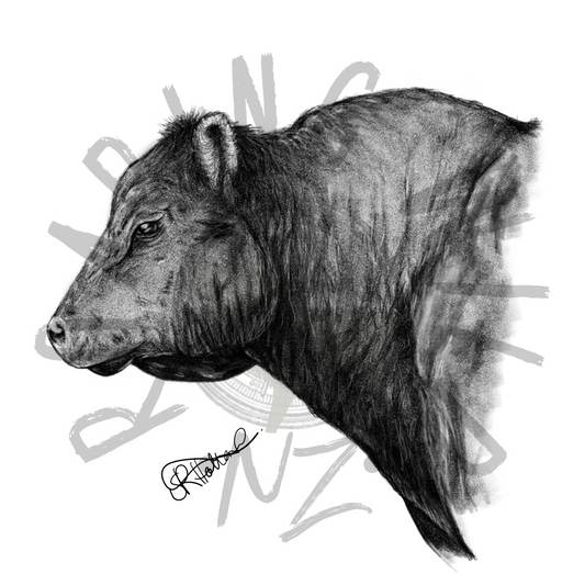 Angus Bull original print