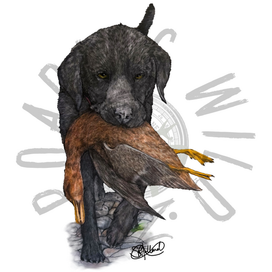 Black lab carrying Mallard original print