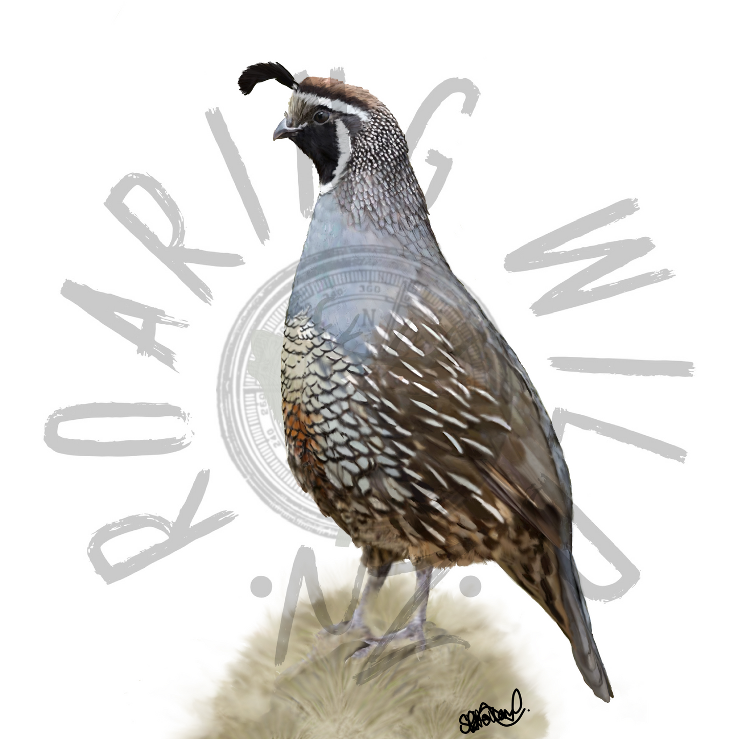 Quail original print